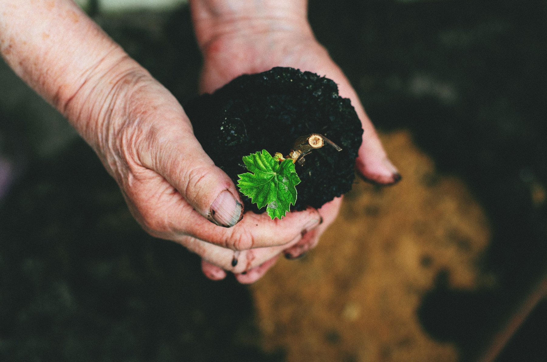 Hands holding a seedling emerging from soil, representing growth and impact